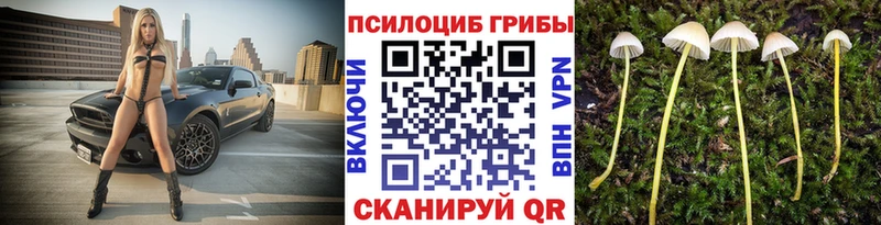 где купить наркоту  Александровское  Псилоцибиновые грибы Psilocybine cubensis 